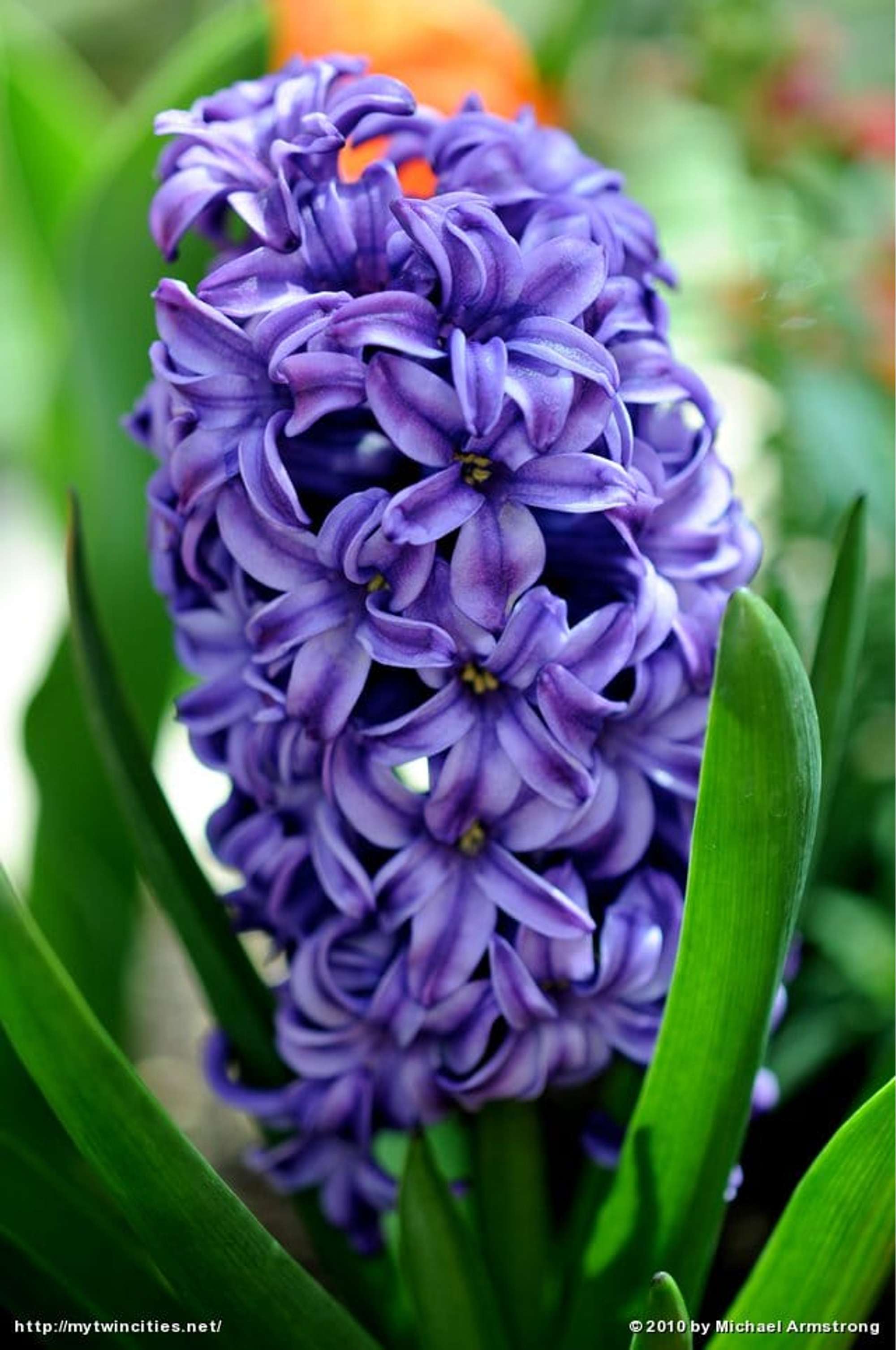 Hyazinthe 'Atlantic'